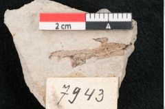 Foto (Detailansicht) von Fragment indet.  (NHMW-GEO-2024-0188-7943)